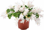 Thanksgiving Cactus, Live Indoor Plant, Flowering Houseplant, Christmas Cactus, Pink White Seasonal Blooms, 6-Inch Pot, Pet Safe Holiday Decor, Free Heat Pack