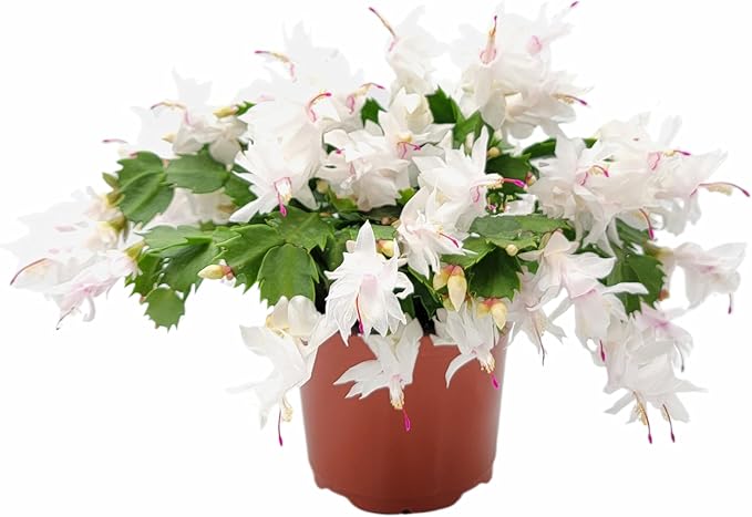 Thanksgiving Cactus, Live Indoor Plant, Flowering Houseplant, Christmas Cactus, Pink White Seasonal Blooms, 6-Inch Pot, Pet Safe Holiday Decor, Free Heat Pack