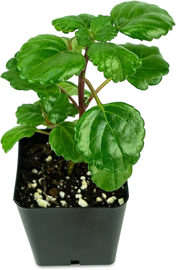 Josh's Frogs Plectranthus Australis - Swedish Ivy (Green)