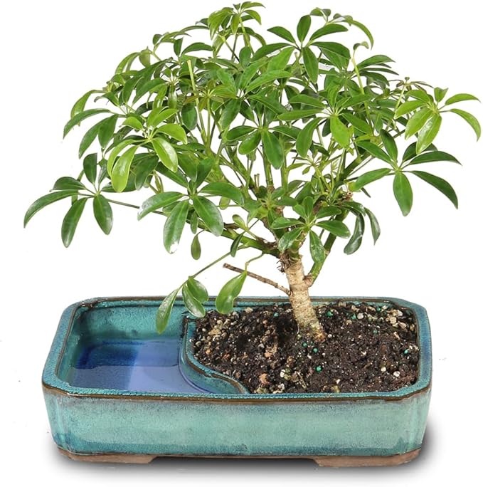 Brussel's Bonsai Live Hawaiian Umbrella Bonsai Tree - Medium, 5 Year, 6 to 10 Inches Tall - Indoor Bonsai Tree with Water Bonsai Pot