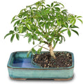 Brussel's Bonsai Live Hawaiian Umbrella Bonsai Tree - Medium, 5 Year, 6 to 10 Inches Tall - Indoor Bonsai Tree with Water Bonsai Pot