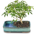 Brussel's Bonsai Live Hawaiian Umbrella Bonsai Tree - Medium, 5 Year, 6 to 10 Inches Tall - Indoor Bonsai Tree with Water Bonsai Pot