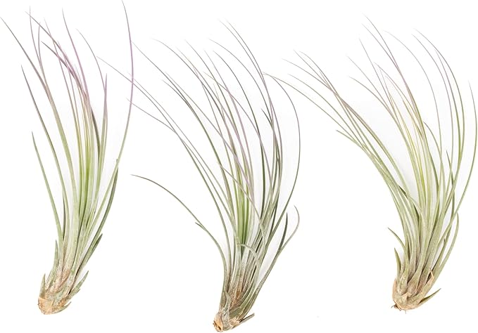 Lavender Colorful Tillandsia Air Plants - Long Lasting Color Enhanced Live Tillandsia Succulent House Plants - Home and Garden Decor - Easy Care Indoor and Outdoor Plants