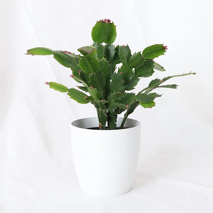 Thorsen's Greenhouse Holiday Cactus, Christmas Cactus, Live Indoor Plant, Pet Safe, 4" Diameter Pot, Classic Pot Cover (White)
