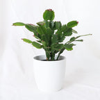 Thorsen's Greenhouse Holiday Cactus, Christmas Cactus, Live Indoor Plant, Pet Safe, 4" Diameter Pot, Classic Pot Cover (White)