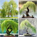 30+Weeping Willow Bonsai Tree Seed-Graceful Bonsai with Drooping Branches, Compact Ornamental Tree for Indoor Outdoor Decor