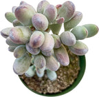 Sprout N Green Cotyledon Orbiculata cv., Rare Live Succulent Plant Rooted in 4" Pot, Home Office Indoor Outdoor Wedding Decoration DIY Projects Party Favor, Keep Away from Pets