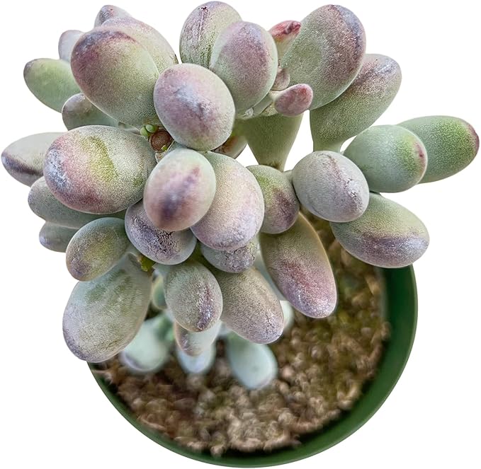 Sprout N Green Cotyledon Orbiculata cv., Rare Live Succulent Plant Rooted in 4" Pot, Home Office Indoor Outdoor Wedding Decoration DIY Projects Party Favor, Keep Away from Pets
