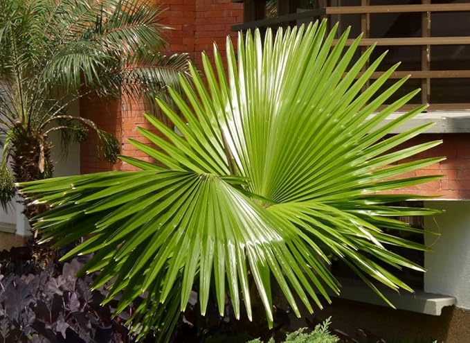 Seeds Palm Washingtonia Nicanora Indoor Rare Perennial Tree for Planting