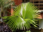 Seeds Palm Washingtonia Nicanora Indoor Rare Perennial Tree for Planting