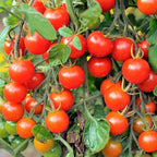 TomorrowSeeds - Large Red Cherry Tomato Seeds - 3000+ Count - for 2026 Planting Indeterminate Baby Vine Plum Grape Tomatoes Vegetable Fruit Grow Your Own Home Farm Patio Healthy Sustainable Living
