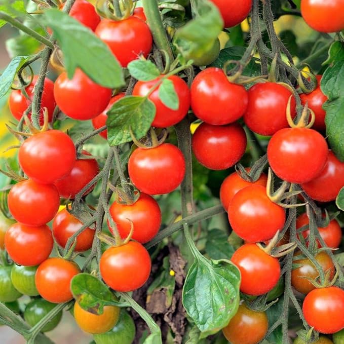 TomorrowSeeds - Large Red Cherry Tomato Seeds - 500+ Count & 500+ Roma VF Tomato - for 2026 Planting Indeterminate Baby Vine Plum Grape Tomatoes Vegetable Fruit Grow Your Own Home Farm Patio Healthy