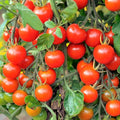 TomorrowSeeds - Large Red Cherry Tomato Seeds - 500+ Count & 500+ Ace 55 VF Tomato - For 2026 Planting Indeterminate Baby Vine Plum Grape Tomatoes Vegetable Fruit Grow Your Own Home Farm Patio Healthy