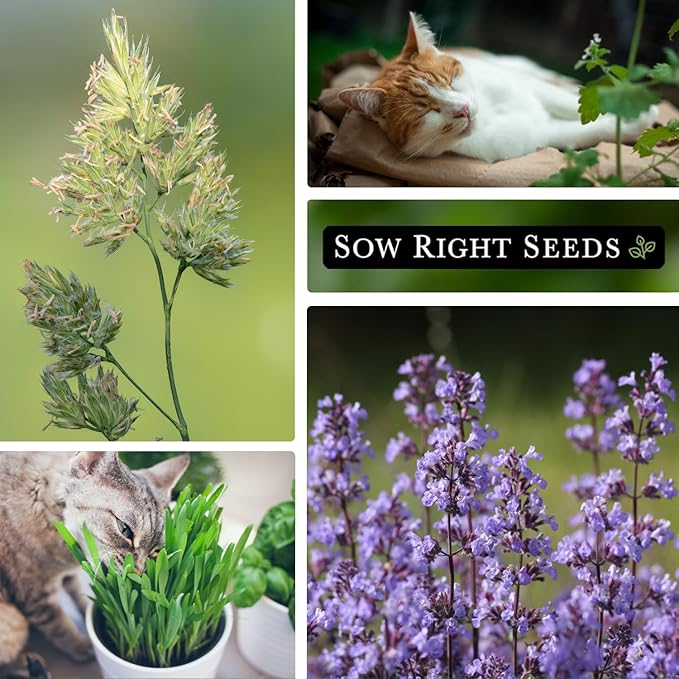 Sow Right Seeds - Catnip and Cat Grass Seed Collection for Planting Indoors or Outdoors - Includes Popular Herb Catnip and Cat Grass (100% Sweet Oat) - Non-GMO Heirloom Packet - Pet Friendly