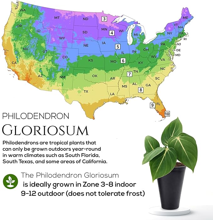 Philodendron Gloriosum Plant (4 Pack) Live Starter Plug Plants, Rare Indoor Tropical Houseplants, Velvet Leaf Philodendron, Easy Care Foliage Plants Live