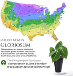 Philodendron Gloriosum Plant (4 Pack) Live Starter Plug Plants, Rare Indoor Tropical Houseplants, Velvet Leaf Philodendron, Easy Care Foliage Plants Live