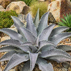 Mangave 'Purple People Eater' (1.5" Plug) - Live Succulent Plant, Agave Like Rosette, Colorful Desert Plants for Home Garden Decor, Beginner-Friendly Live Plants