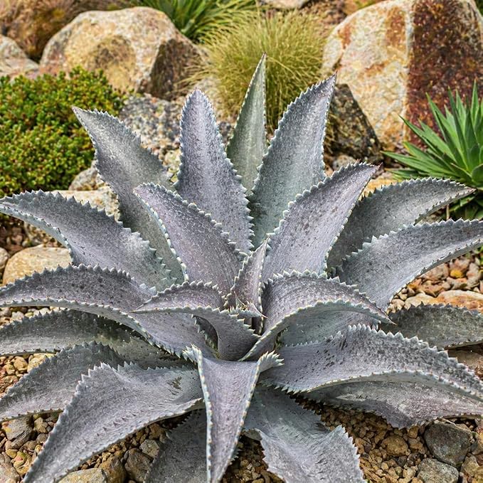 Mangave 'Purple People Eater' (1.5" Plug) - Live Succulent Plant, Agave Like Rosette, Colorful Desert Plants for Home Garden Decor, Beginner-Friendly Live Plants