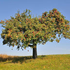 Brighter Blooms - Honeycrisp™ Apple Tree, 3-4 ft. - No Shipping to AK, AZ, CA, HI, ID, OR, WA