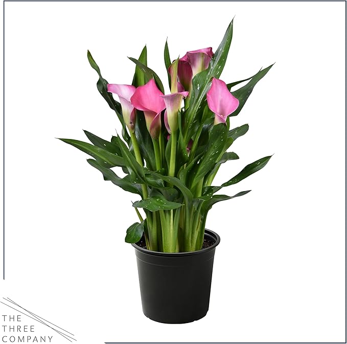 Live Flowering Calla Lily (2 Plants Per Pack) - Pink, 3+ Blooms - Beautiful Spring Perennial - 12" Tall by 5" Wide in 1 Qt Pot