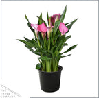 Live Flowering Calla Lily (2 Plants Per Pack) - Pink, 3+ Blooms - Beautiful Spring Perennial - 12" Tall by 5" Wide in 1 Qt Pot