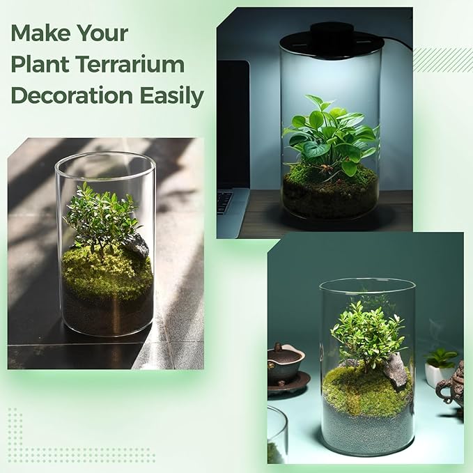Desktop Glass Plant Terrarium with Grow Light 10 X 6IN - Planter for Succulent Moss Miniature Gardening Landscape, Fish Tank Indoor Plant Growth Office Home Decoration Plant Lovers Gifts