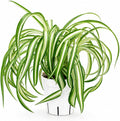 Curly Spider Plant Bonnie, Live Indoor Plant, Variegated Spider Plant Live, Spiderplant Variegated Houseplant, Pet Friendly Plant, Low Maintenance Spider Plants Live House Plants
