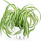 Curly Spider Plant Bonnie, Live Indoor Plant, Variegated Spider Plant Live, Spiderplant Variegated Houseplant, Pet Friendly Plant, Low Maintenance Spider Plants Live House Plants