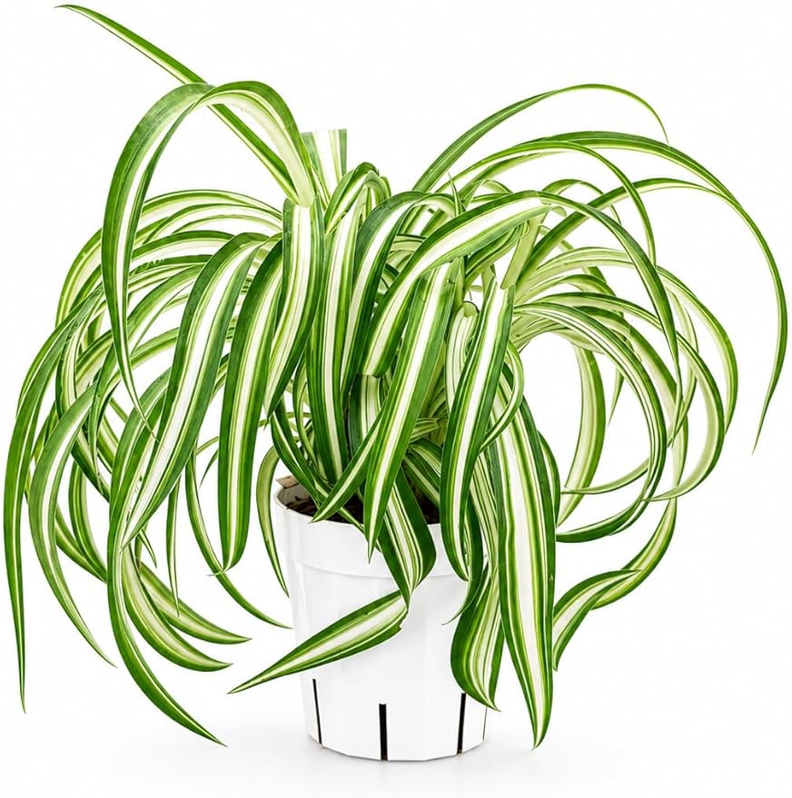 Curly Spider Plant Bonnie, Live Indoor Plant, Variegated Spider Plant Live, Spiderplant Variegated Houseplant, Pet Friendly Plant, Low Maintenance Spider Plants Live House Plants
