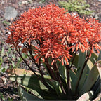 Coral Aloe Plants (Aloe striata) - Live Succulent with Striking Pink Edges and Smooth, Flat Leaves for Indoor/Outdoor Gardening (4 Coral Aloe sacs)