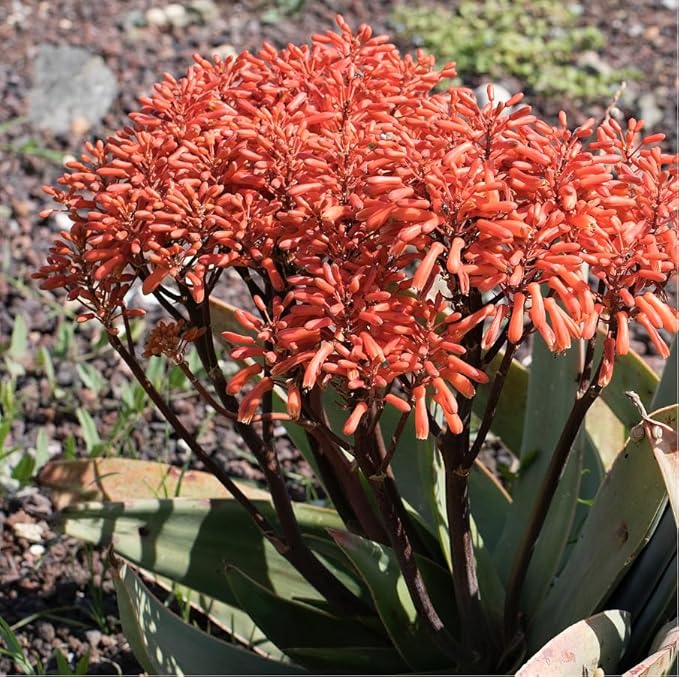 Coral Aloe Plants (Aloe striata) - Live Succulent with Striking Pink Edges and Smooth, Flat Leaves for Indoor/Outdoor Gardening (2 Coral Aloe Cups)
