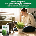 Groundio Cat Grass Seeds 8oz, Non-GMO Wheat Cat Grass Seeeds & Oat Seeds Mix, High Germination Cat Grass Seeds Grown in USA for Indoor Cats