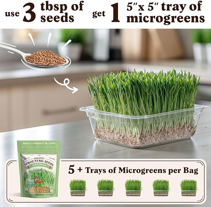 Seedboy Organic Wheatgrass Seeds - Hard Red Spring, Non-GMO, USA Grown Microgreens & Sprouting Seeds - 8 oz Bag Yields 5 Quarts (Hard Red Spring Wheatgrass)
