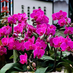 AccEncyc 50 Pcs Large Plant Clips Orchid Clips Plant Orchid Support Clips Flower Vine Clips for Supporting Stems Vines Stalks Climbing Plants Grow Upright