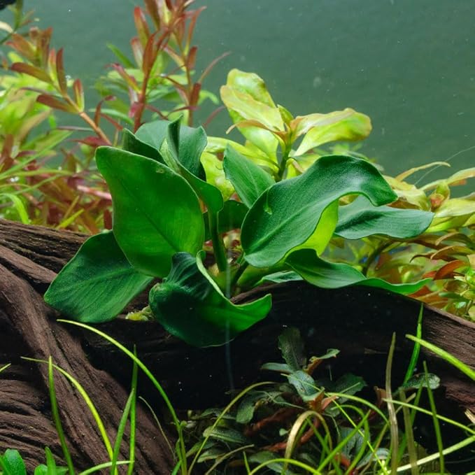 SubstrateSource Anubias Live Aquarium Plants - Potted Freshwater Plant for Fish Tanks, Terrariums - Beginner Friendly Low Light (Nana Thick Leaf, 1 Pot)