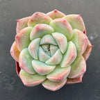 Sprout N Green Pink Succulents Collection, 3 Live Succulent Plant Fully Rooted in 2 inch Starter Pot, Home Office Indoor Outdoor Wedding Decoration DIY Projects Party Favor