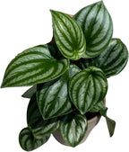 PLANTVERS Watermelon Peperomia in a 4" Grow Pot – Peperomia Argyreia – Indoor Watermelon Plant – Easy Care Air Purifying Houseplant – Low Maintenance Indoor Plant