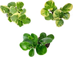 3PK Peperomia obtusifolia in 4” Decor Pots, Baby Rubber Plant, Live Indoor houseplant, Air Purifier, Pets Friendly, Foliage Plant, Succulent