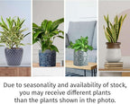Air Purifying Live Plants for Indoor | Different Houseplants in Multiple Sizes | Real House Plant for Living Room, Office, Desk & Bathroom