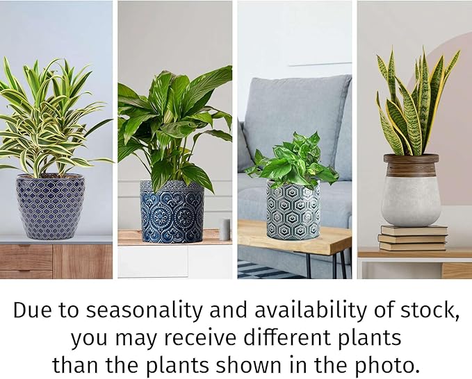 Air Purifying Live Plants for Indoor | Different Houseplants in Multiple Sizes | Real House Plant for Living Room, Office, Desk & Bathroom