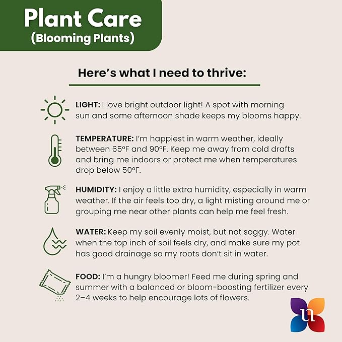 Black ZZ Live Plant by United Nursery 8–12 inchesTall in 6 inch Plant Pot, Easy Care Low Light Indoor House Plant for Office and Home Decor (6-inch)