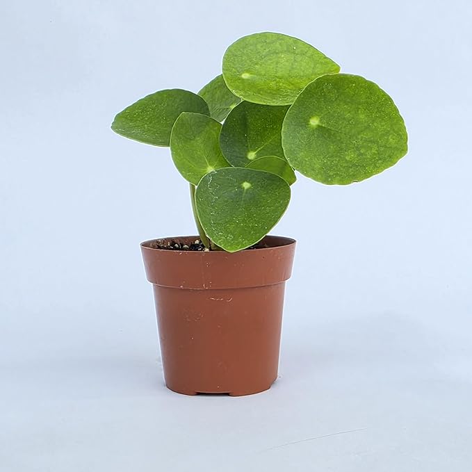 Chinese Money Plant Live (Pilea Peperomioides) | Available in 2.5 Inch & 4 Inch Nursery Pot or Add Our Geometric Self-Watering Planter | Air Purifying (Nursery Pot, 2.5 inch Pot)