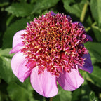 Dad's Favotite Dahlia - 5 Gallon Size Bare Root Tuber - Stunning Pink Blooms for Spring Planting 2025 - Ideal for Gardens and Floral Displays