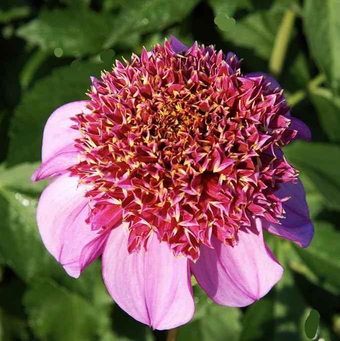 Dad's Favotite Dahlia - 5 Gallon Size Bare Root Tuber - Stunning Pink Blooms for Spring Planting 2025 - Ideal for Gardens and Floral Displays
