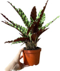 Calathea Lancifolia 'Rattlesnake' in 6" Pot - Calathea Live Plant - Rattlesnake Plant Live - Best Air Purifying Plant - CA Seller