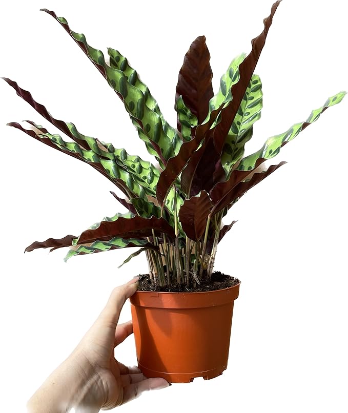 Calathea Lancifolia 'Rattlesnake' in 6" Pot - Calathea Live Plant - Rattlesnake Plant Live - Best Air Purifying Plant - CA Seller