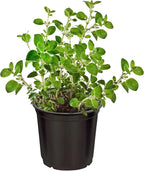 Live Aromatic and Edible Herbs - Assorted Varieties (4 Per Pack) - Lemon Verbena, Eucalyptus, Mint, Lavender - 6" Tall by 3" Wide in 1 Pint Pot