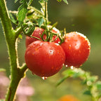Bonnie Plants Patio Tomato, Live Plant, 19.3 oz., 4-Pack