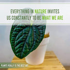 LEAL PLANTS ECUADOR Anthurium Luxurian | Exotic Green Indoor House Plant | Rare Anthurium for Living Rooms | Stunning Crystallinum Houseplant | Low-Maintenance Tropical Plants
