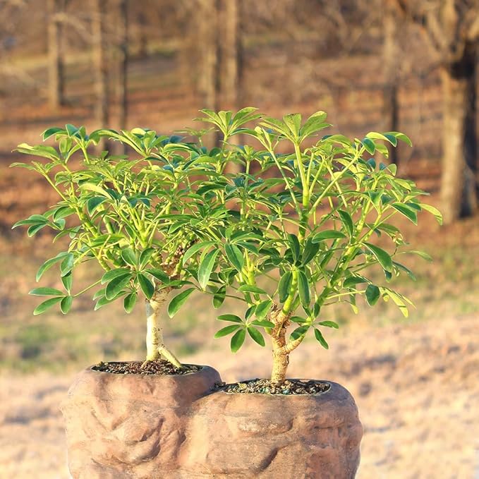 Brussel's Live Hawaiian Umbrella Indoor Bonsai Tree in Rock Pot (2 Pack) - 5 Years Old; 5" to 8" Tall